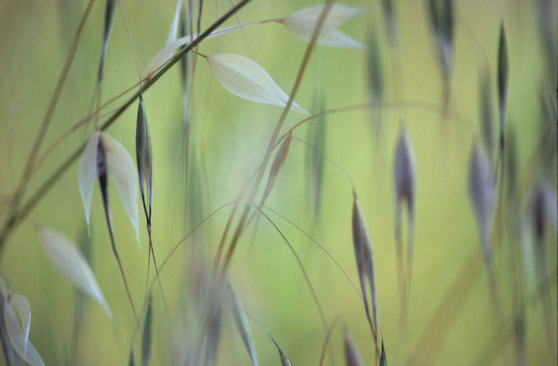 Grasses and Light