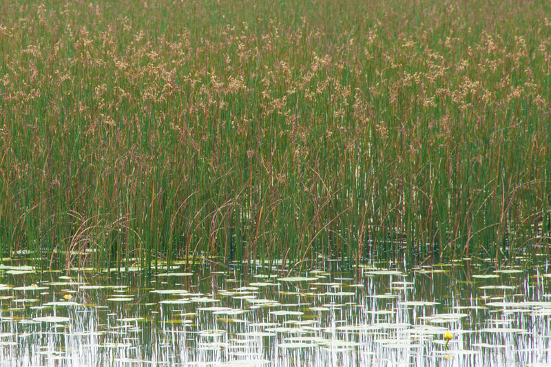Lake Grasses 4