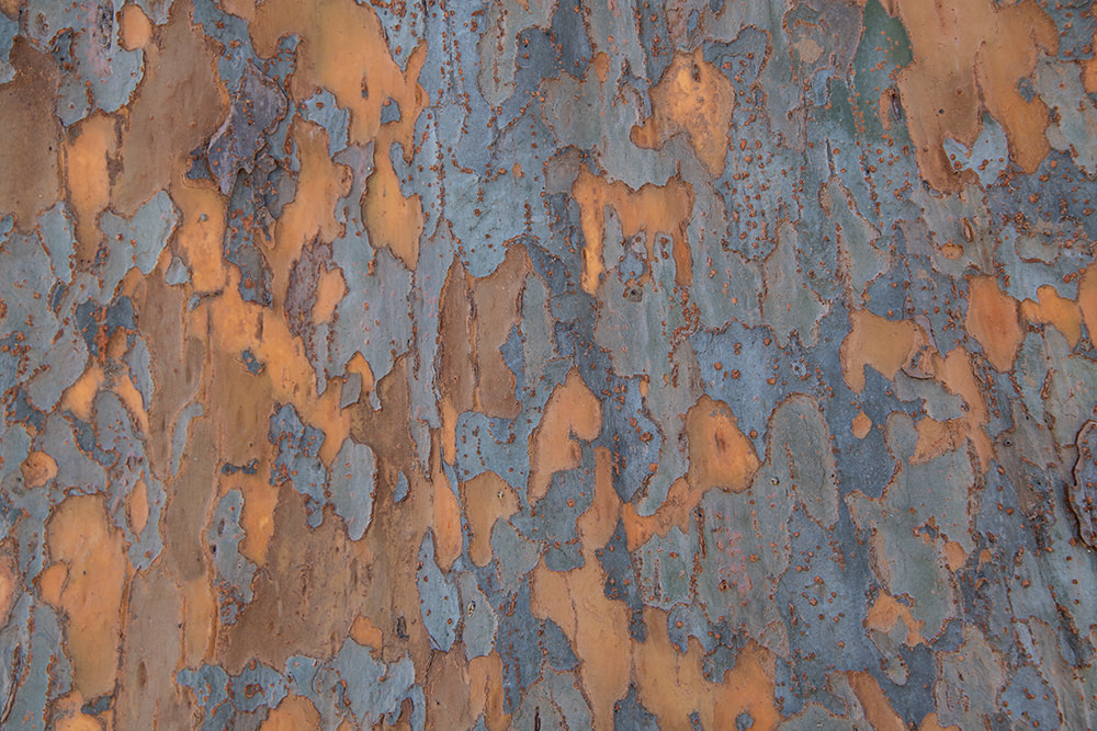 Tree Bark by Mary Macey Butler