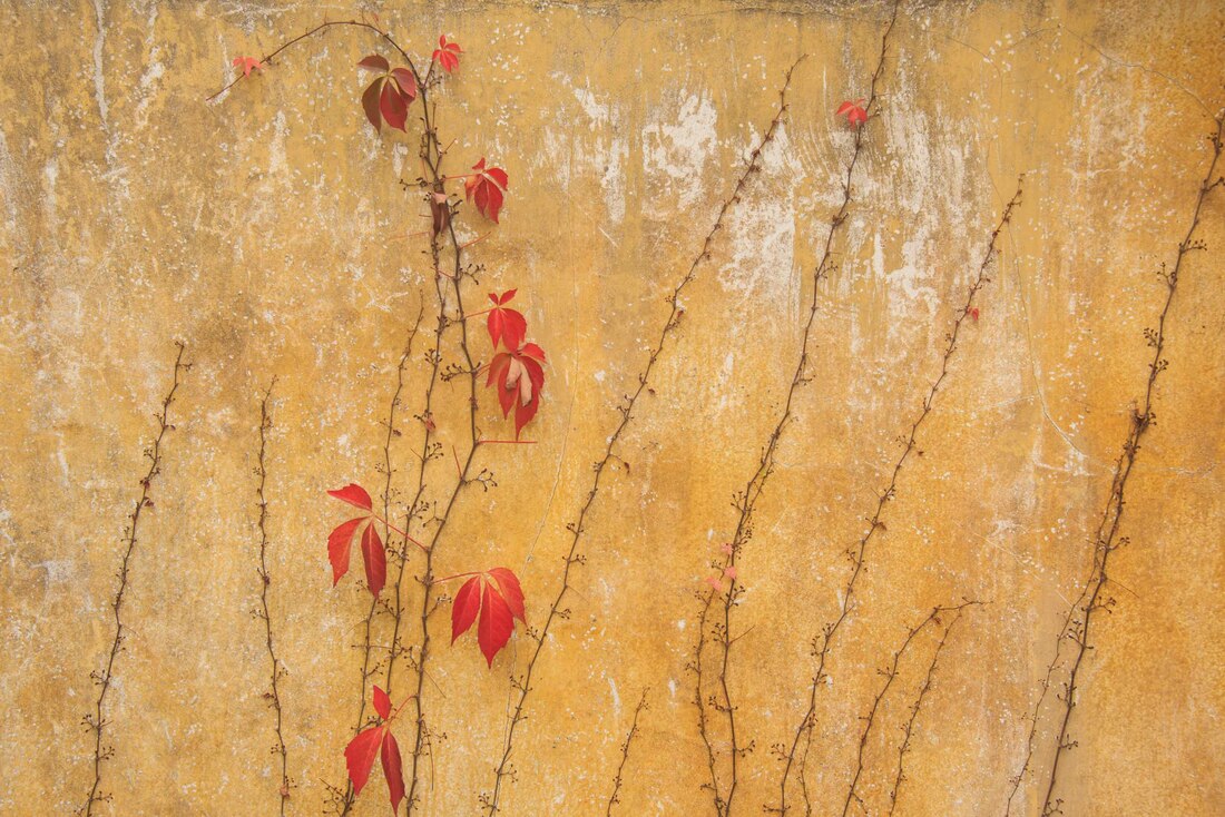 Fall Vines by Mary Macey Butler