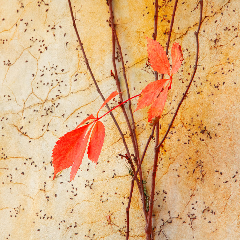 Fall's Last Color by Mary Macey Butler