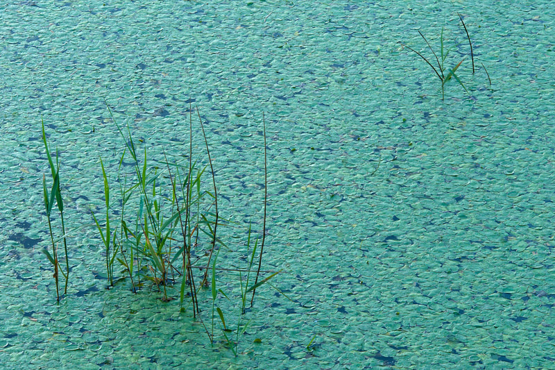 Lake Grasses 3