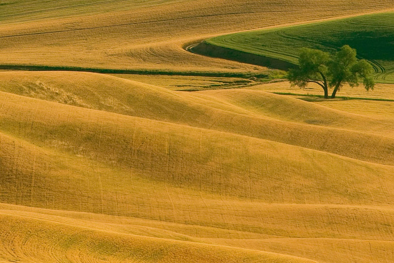 Lines of the Palouse