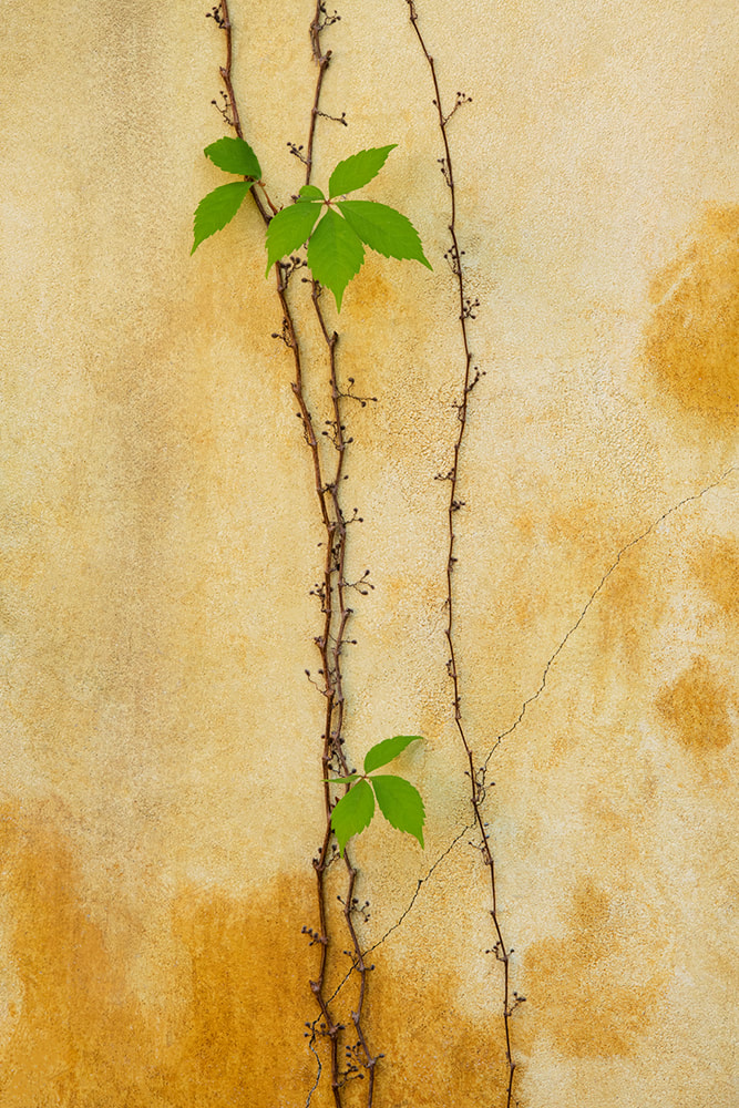 Wall Vine by Mary Macey Butler