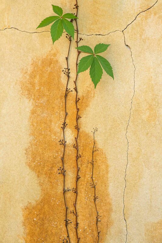 Wall Vine by Mary Macey Butler